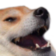 loldoge