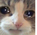 kitty_cat_sad2